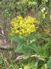 Senecio hercynicus