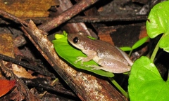 Scinax staufferi