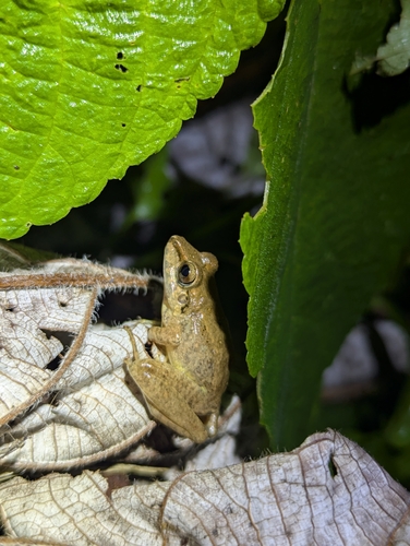 Malkin's Rain Frog, Pristimantis malkini