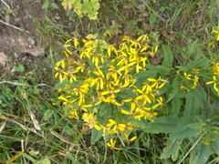 Senecio hercynicus