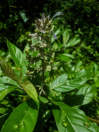 Foto de Clerodendro