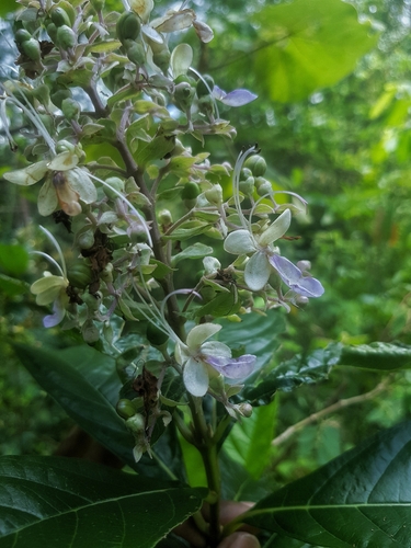Foto de Clerodendro