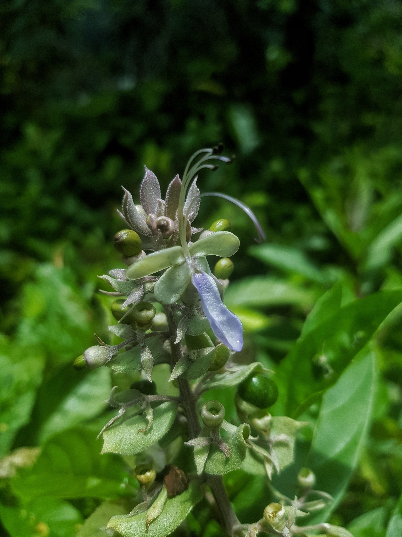 Imagem de Clerodendro