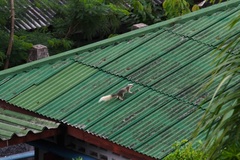 Callosciurus finlaysonii