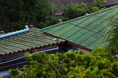 Callosciurus finlaysonii