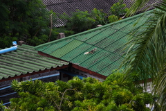 Callosciurus finlaysonii