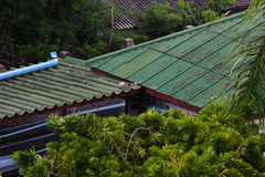 Callosciurus finlaysonii