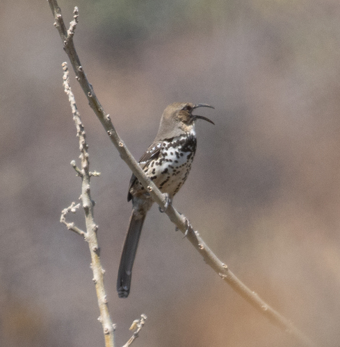 Ocellated Thrasher (Toxostoma ocellatum), photo 8
