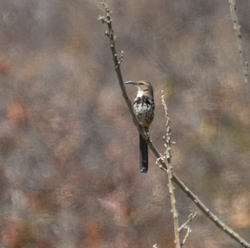 Ocellated Thrasher (Toxostoma ocellatum), photo 3