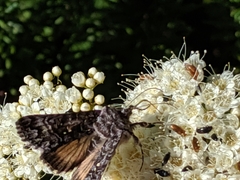 Syngrapha angulidens