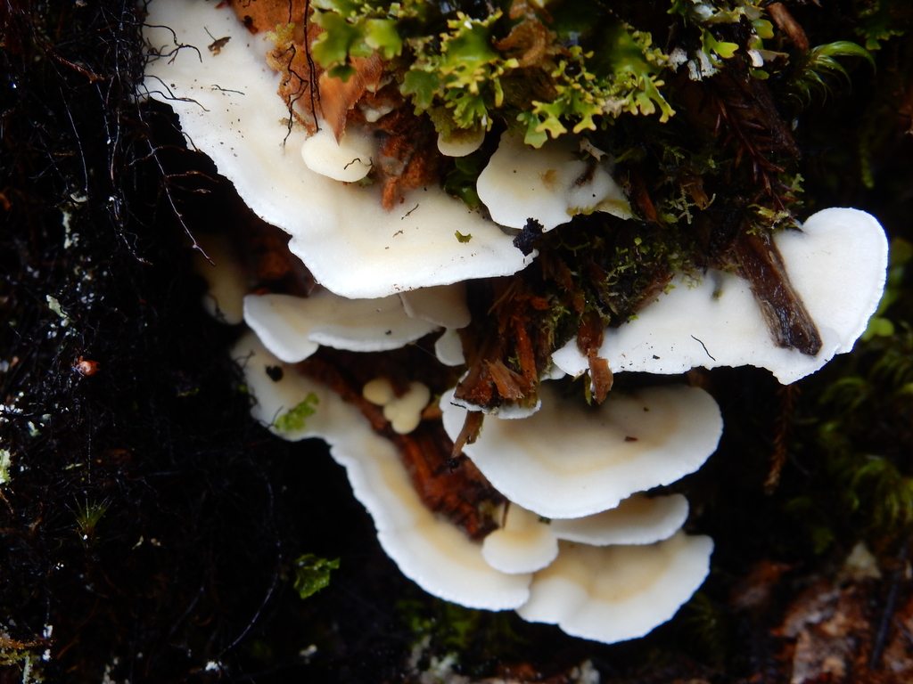 Gloeoporus dichrous · March 2025 · photo: © rayjackson (iNaturalist, cc-by)