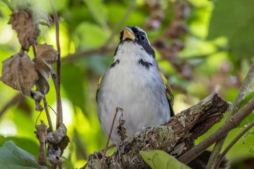Sao Francisco Sparrow