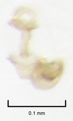 Ptiliodes amplicollis