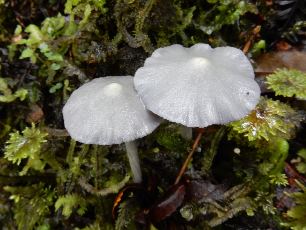 Entoloma canoconicum · March 2025 · photo: © rayjackson (iNaturalist, cc-by)