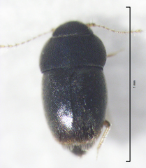 Ptiliodes amplicollis
