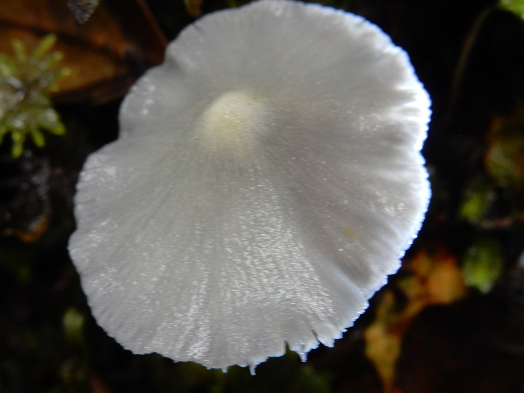 Entoloma canoconicum · March 2025 · photo: © rayjackson (iNaturalist, cc-by)