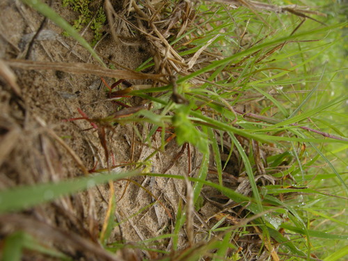 Euphorbia austrotexana var. carrii