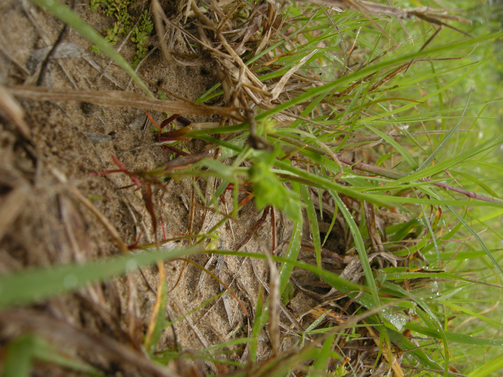 Euphorbia austrotexana var. carrii