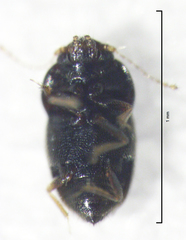 Ptiliodes amplicollis