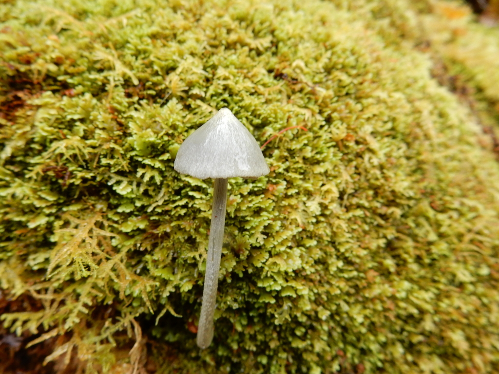 Entoloma canoconicum · March 2025 · photo: © rayjackson (iNaturalist, cc-by)