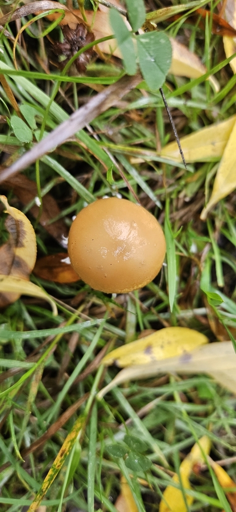 Candolleomyces candolleanus · April 2025 · photo: © shane212 (iNaturalist, cc0)
