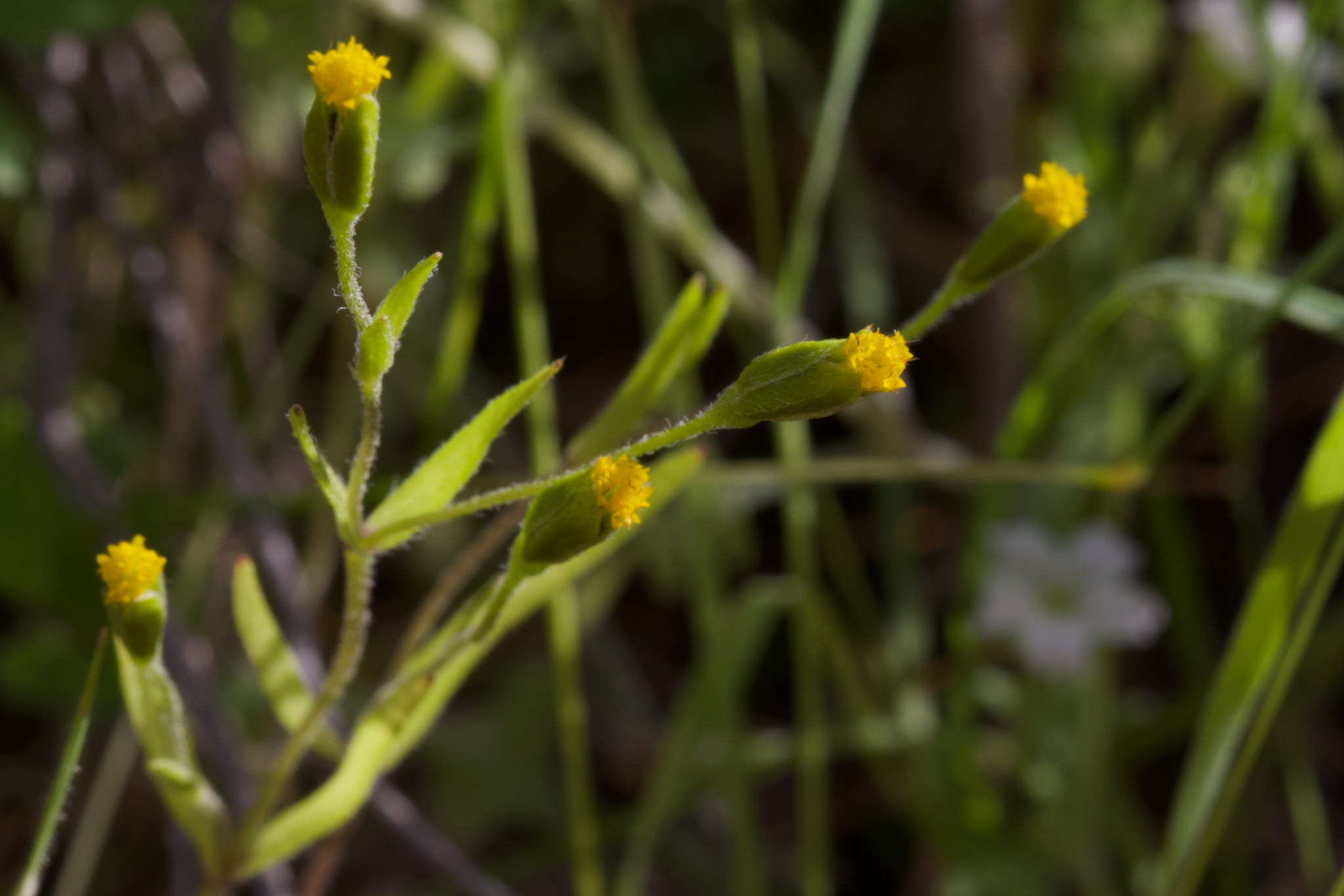 Image of Lasthenia microglossa by (c) Arvel Hernandez, some rights reserved (CC BY)