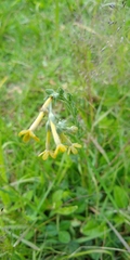 Lithospermum strictum