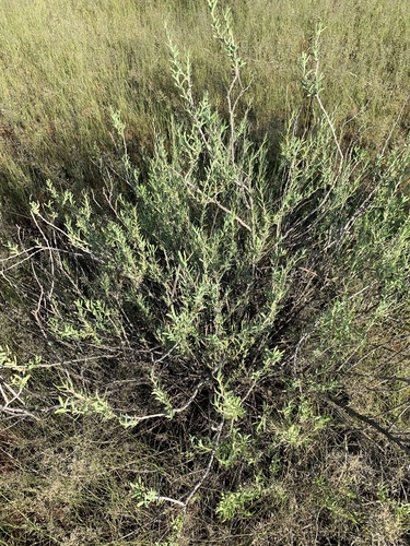 Grey Springbokbush (Hertia pallens)