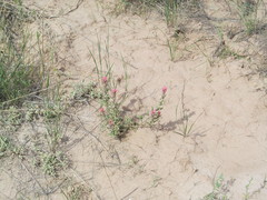 Castilleja angustifolia