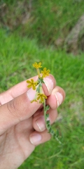 Lithospermum strictum
