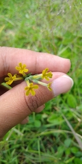 Lithospermum strictum