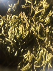 Scleropodium cespitans