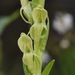 Green Bog Orchid - Photo (c) arethusa, some rights reserved (CC BY-NC), uploaded by arethusa