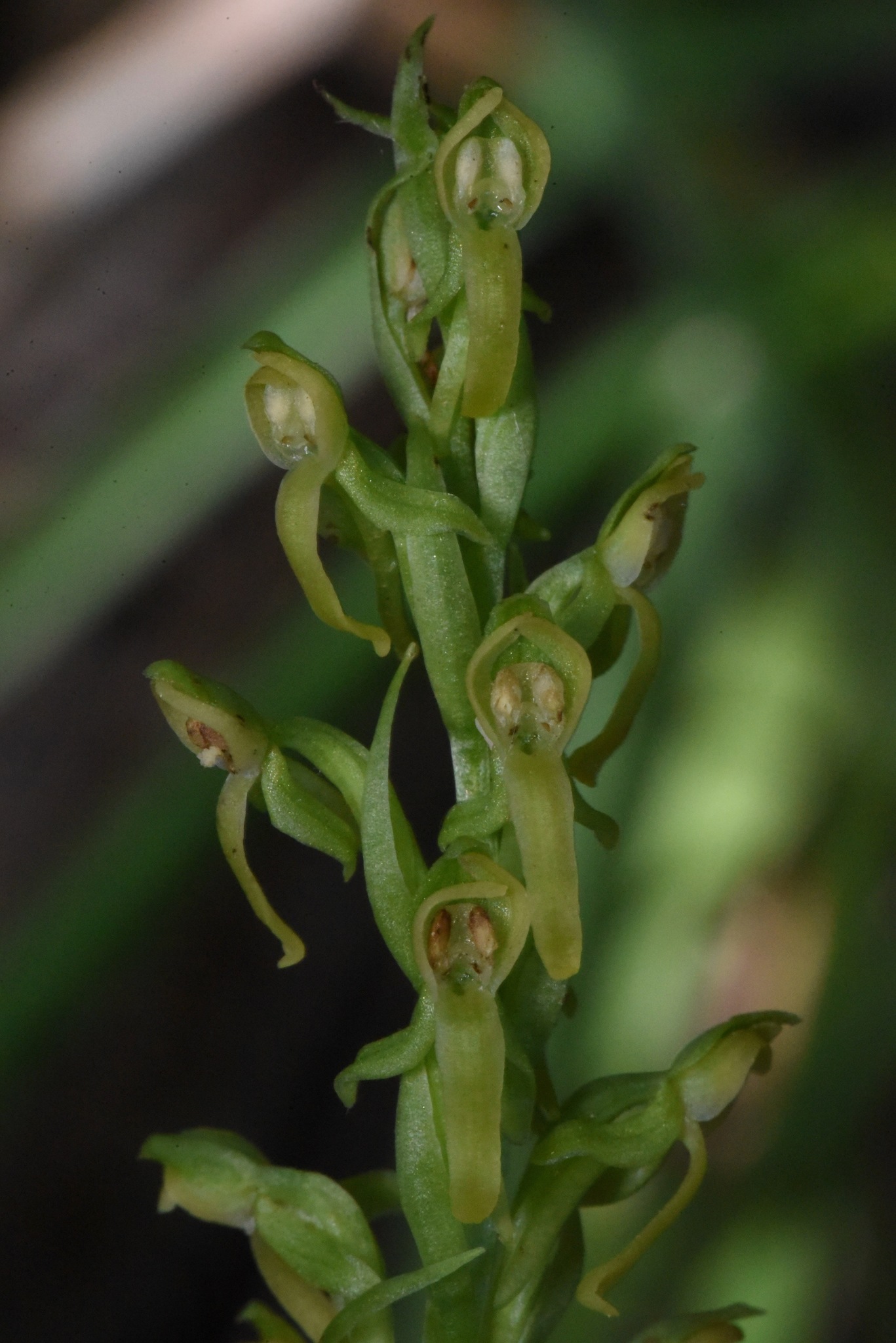 Platanthera tescamnis
