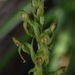 Platanthera tescamnis - Photo (c) arethusa, algunos derechos reservados (CC BY-NC), uploaded by arethusa