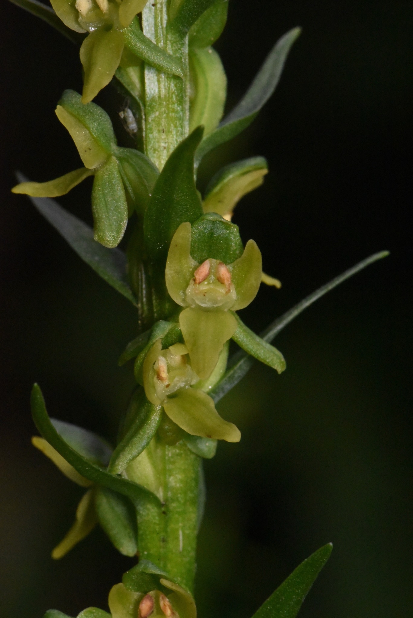 Platanthera purpurascens