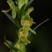 Purple-petal Bog Orchid - Photo (c) arethusa, some rights reserved (CC BY-NC), uploaded by arethusa