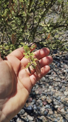 Image of Parkinsonia praecox by no rights reserved