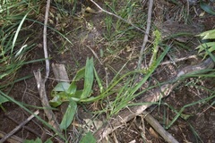 Platanthera tescamnis