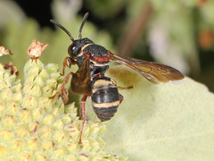 Epeolus bifasciatus