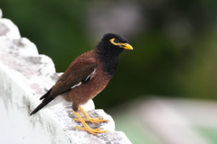 Acridotheres tristis