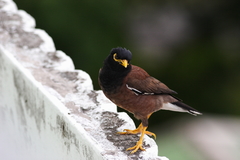 Acridotheres tristis