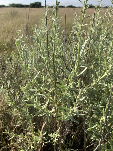 Galgera decurrens, photograph 6