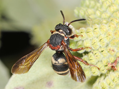 Epeolus bifasciatus