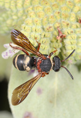 Epeolus bifasciatus