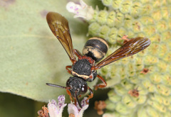 Epeolus bifasciatus