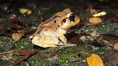 Craugastor megacephalus