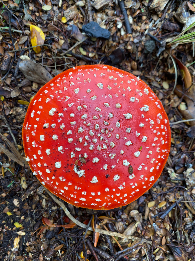 Amanita muscaria · April 2025 · photo: © crellow (iNaturalist, cc0)