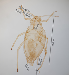 Cavariella aegopodii