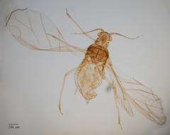 Cavariella aegopodii